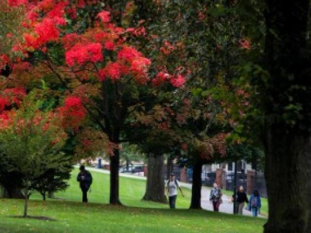 a picture of a park with green grass and trees with some red leaves